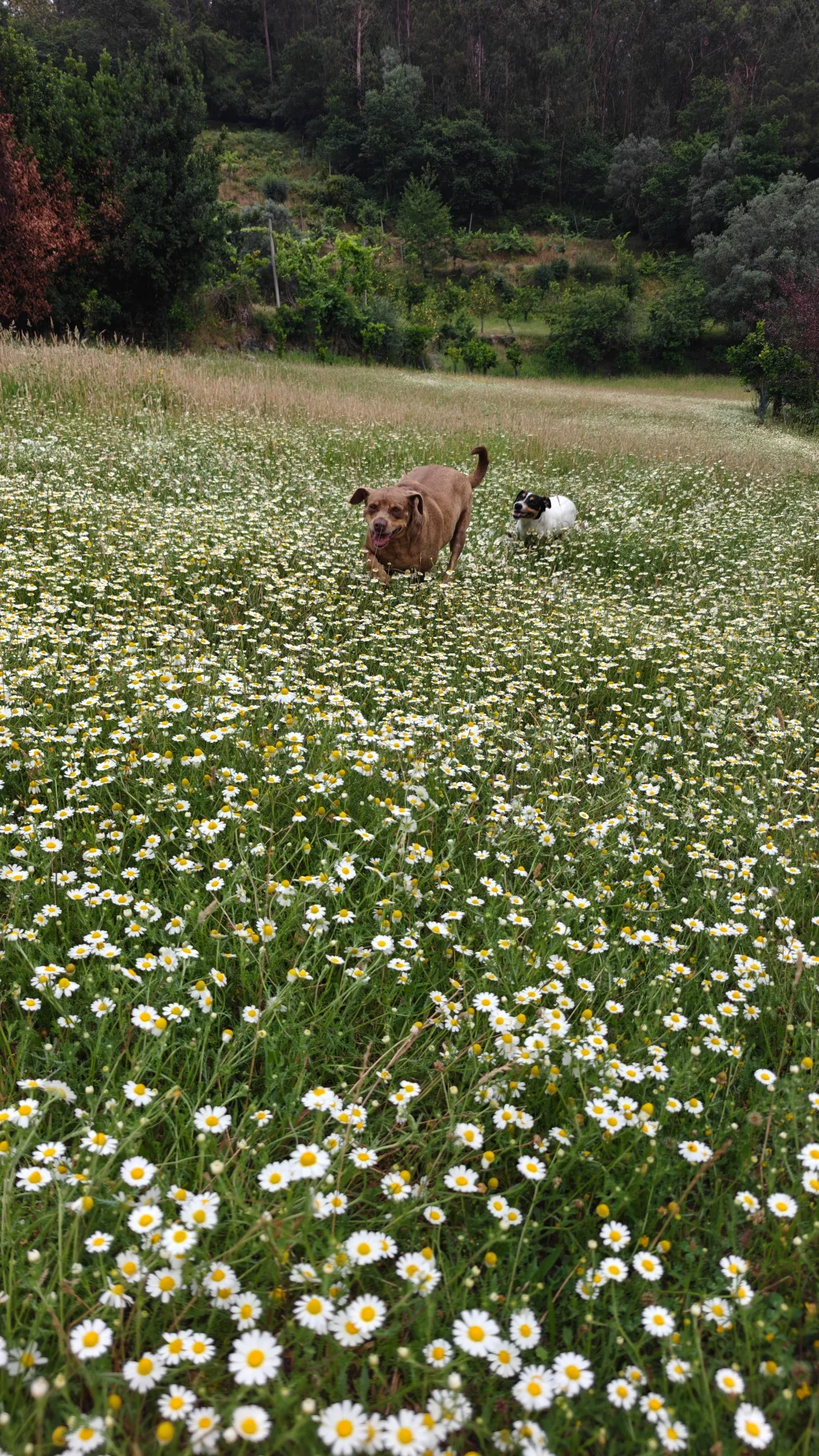 Wildflower meadow in the valley