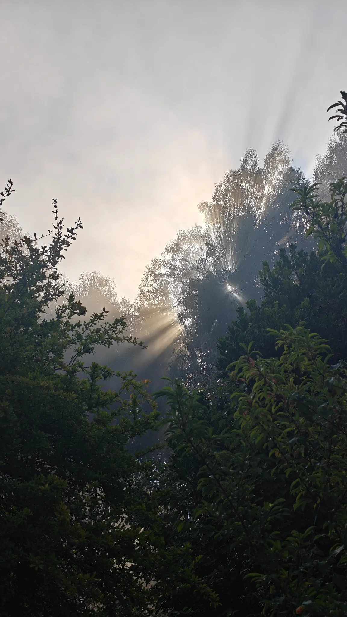 Morning light breaking through mist and trees in the valley