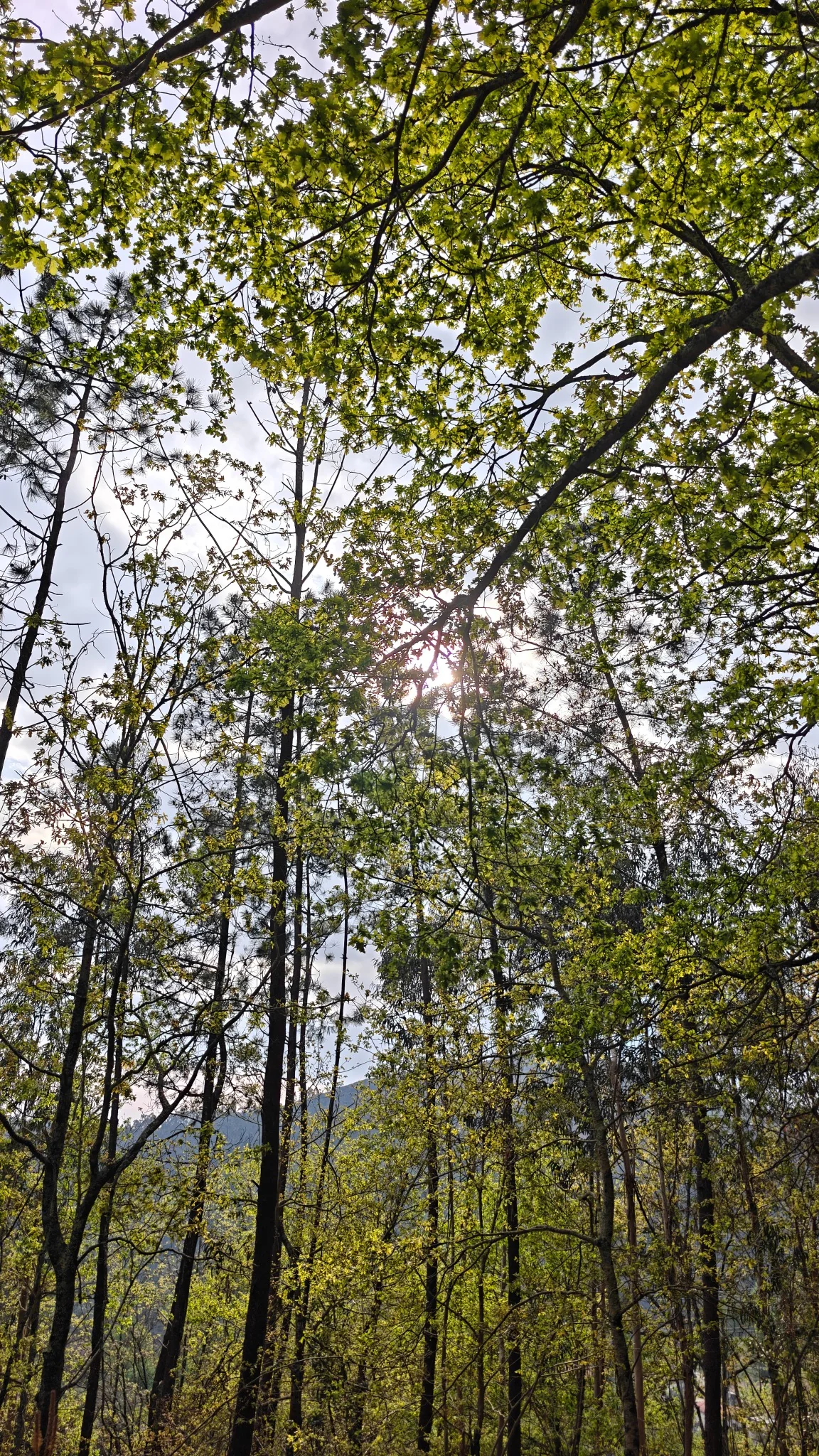 Sunlight filtering through woodland at the estate