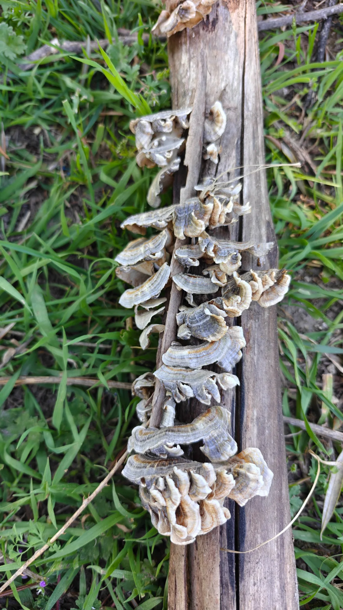 Woodland fungi on fallen timber