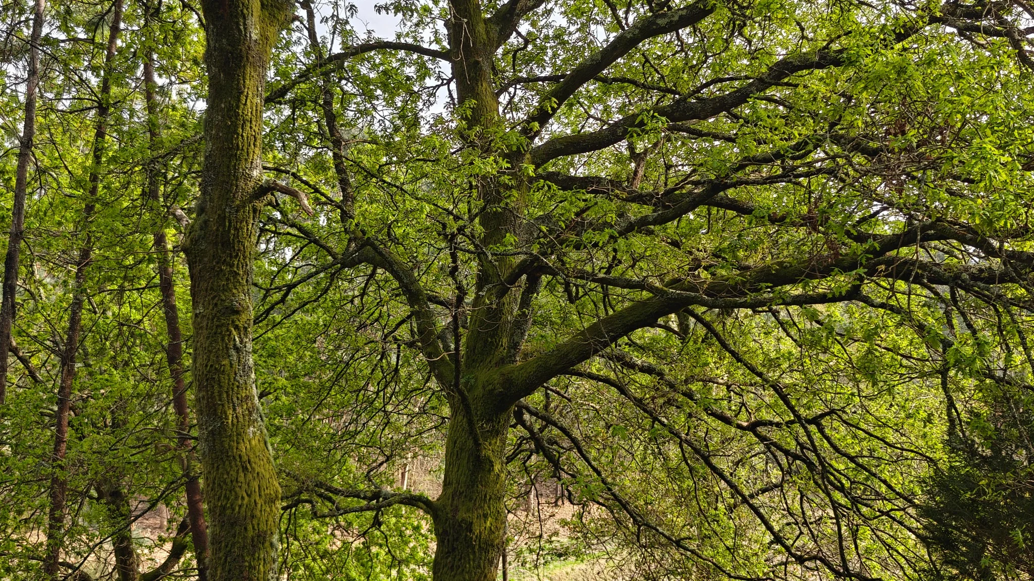Mature oak woodland at the estate