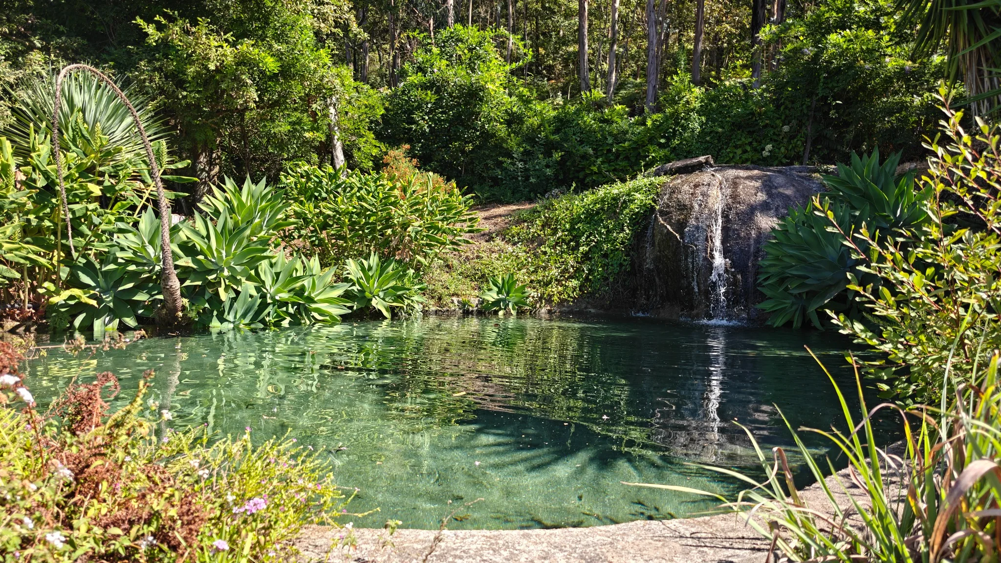 Water pond surrounded by vegetation