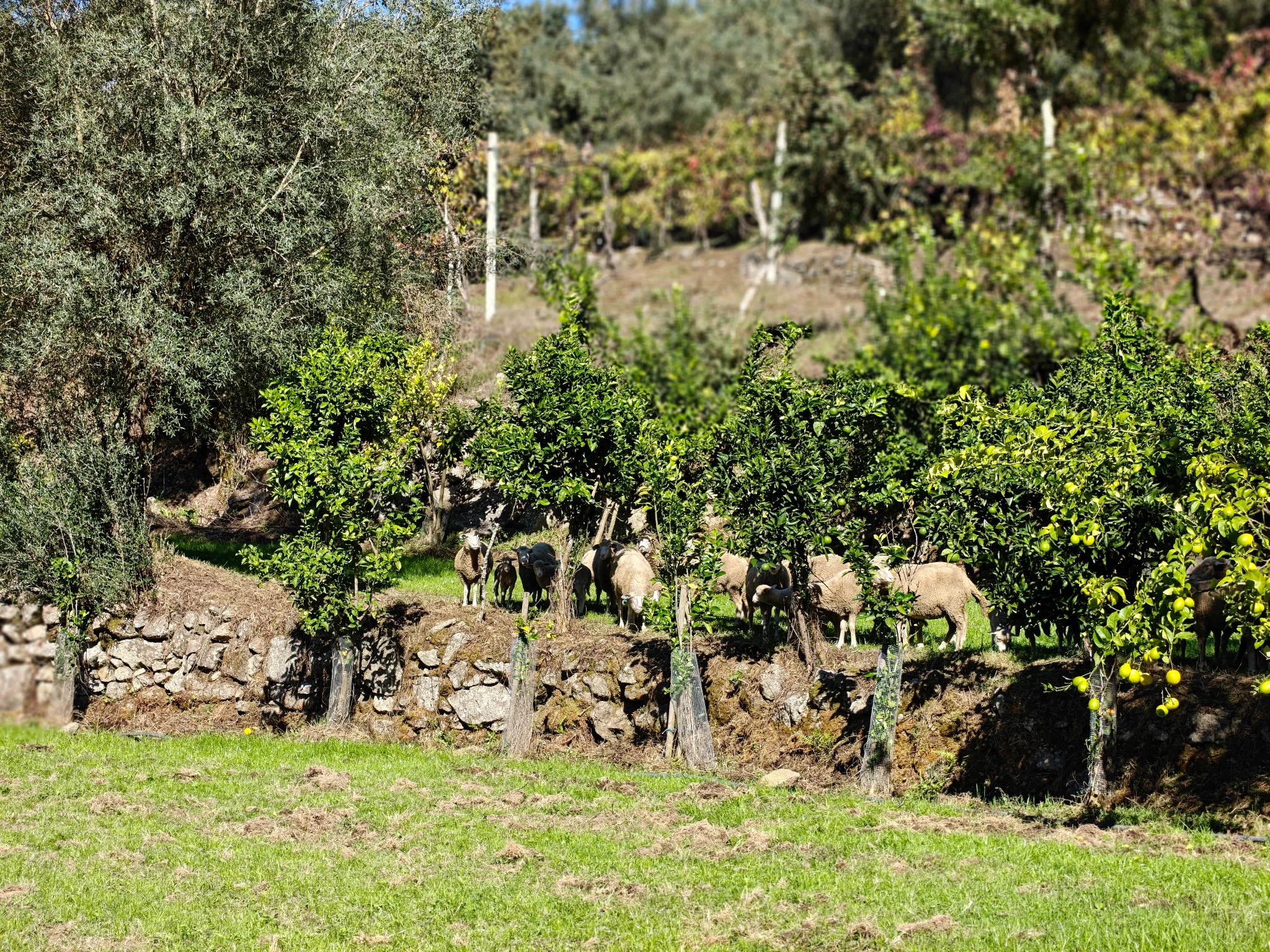 Sheep grazing among fruit trees