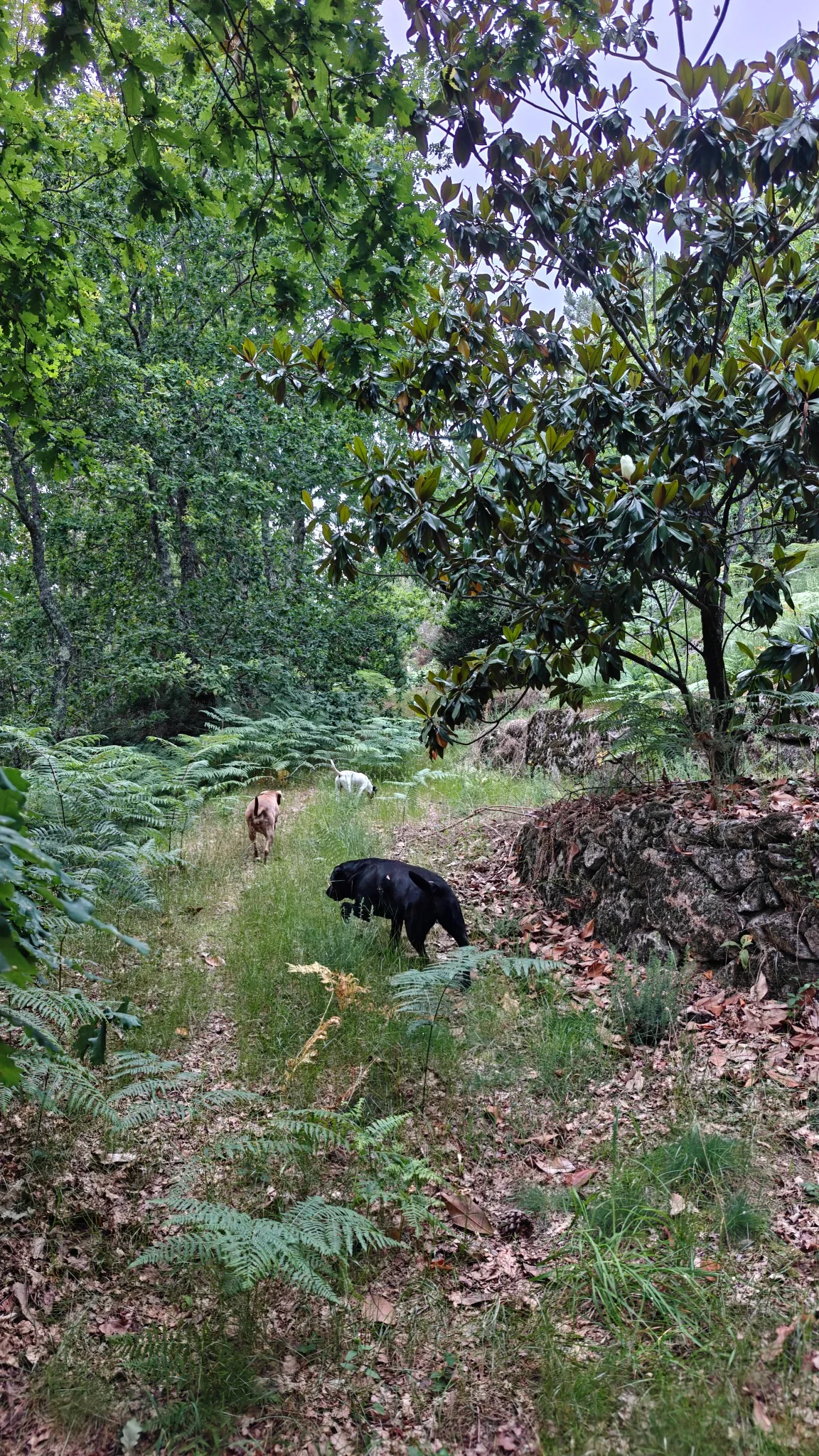 Woodland trail through ferns